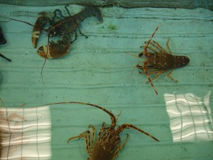 Homard_1