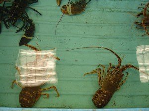 Homard_2