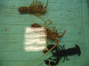 Homard_3